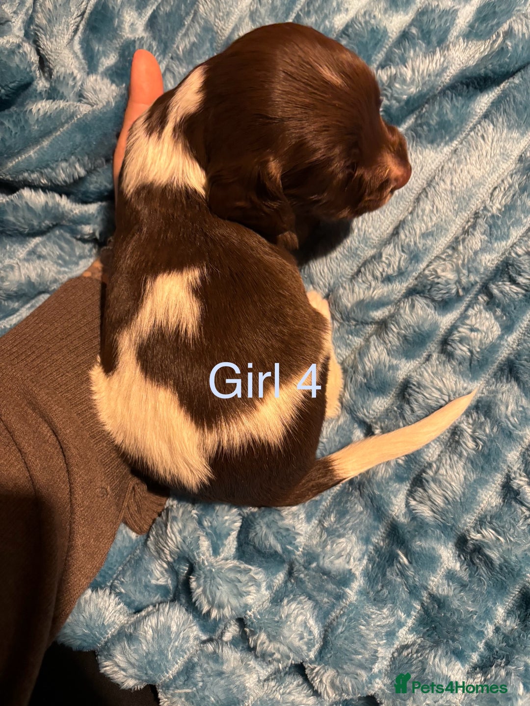 English Springer Spaniel dogs for sale: ✨ KC Registered English Springer Spaniel Puppies ✨ - Advert 7