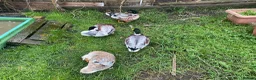 Ducks poultry for sale: 6 Miniature Apple yard hatching eggs - Advert 4