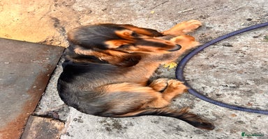 Cocker Spaniel dogs in London - Advert 6