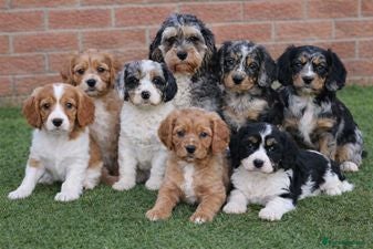 Cockapoo dogs Beautiful Cockerlierpoo puppies for sale - Advert 2