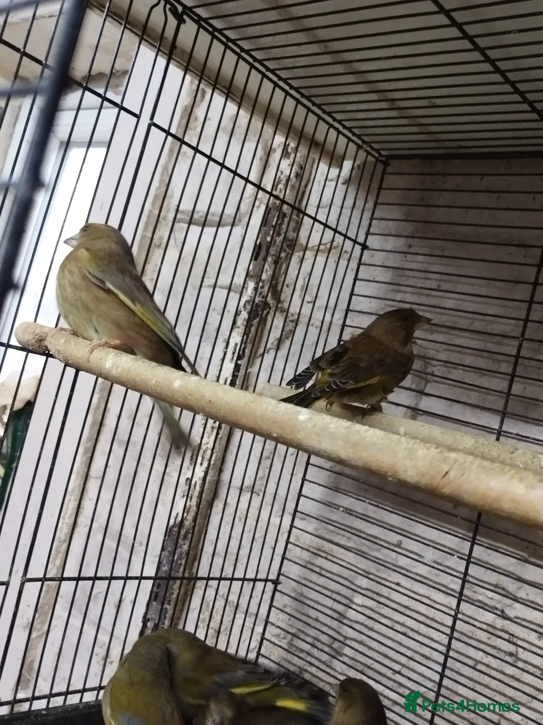 Canaries birds for sale: Canary's, green finch, silver, jarva sparrows  - Advert 12