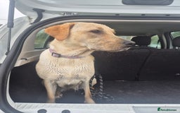 Labrador Retriever dogs for sale: 1 year old yellow labrador  - Advert 5