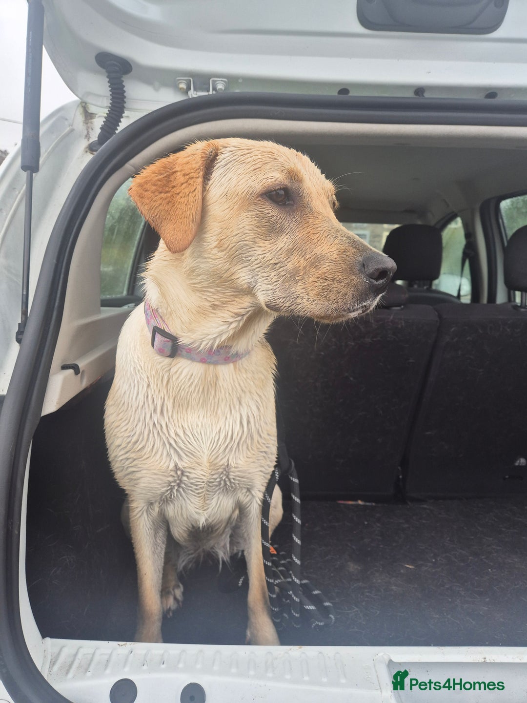Labrador Retriever dogs for sale: 1 year old yellow labrador  - Advert 5