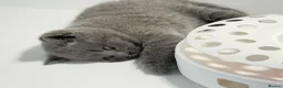 British Shorthair cats for sale: GCCF British short hair boy  - Advert 8