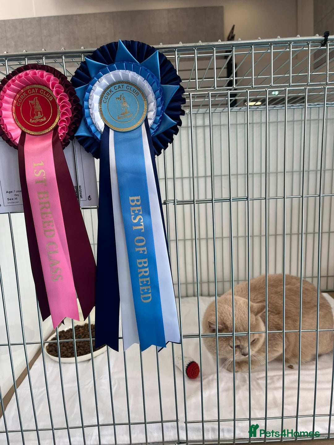 British Shorthair cats for sale: Purebred blue/White British Shorthair Kittens - Image 16