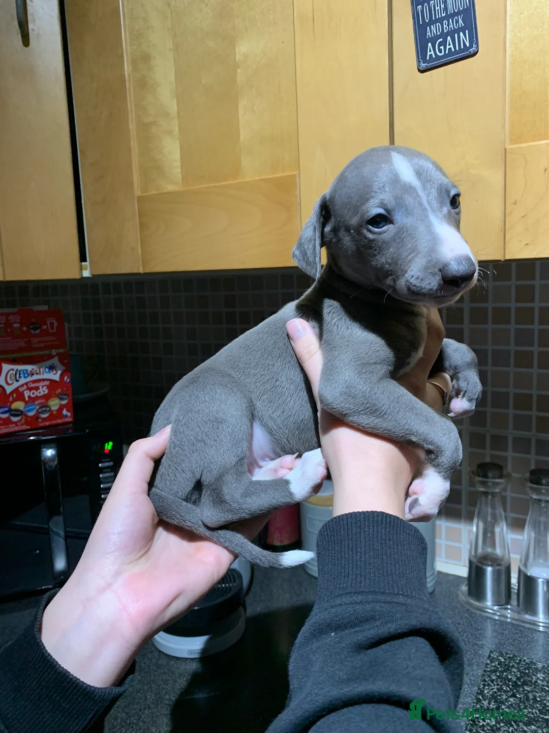 Whippet dogs for sale: Blue Kennel Club Registered Whippet puppies  - Advert 11