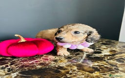 Miniature Dachshund dogs for sale: Cream Litter 5 Star Breeder ⭐️⭐️⭐️⭐️⭐️  - Image 34