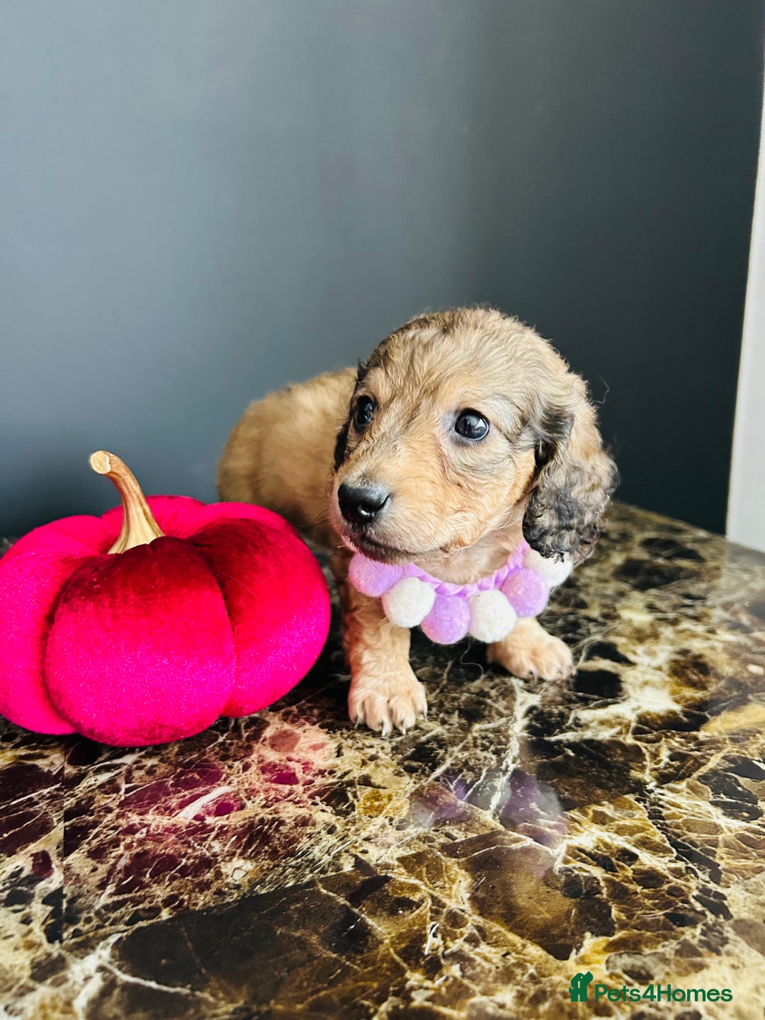Miniature Dachshund dogs for sale: Cream Litter 5 Star Breeder ⭐️⭐️⭐️⭐️⭐️  - Image 34