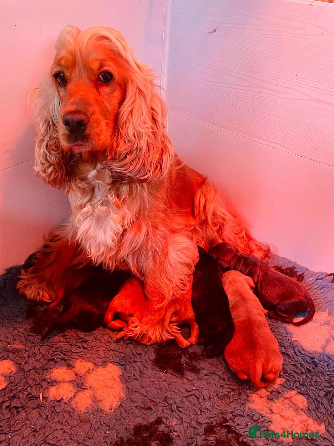 Cocker Spaniel dogs for sale: Top quality fully health tested show cocker pups - Image 2