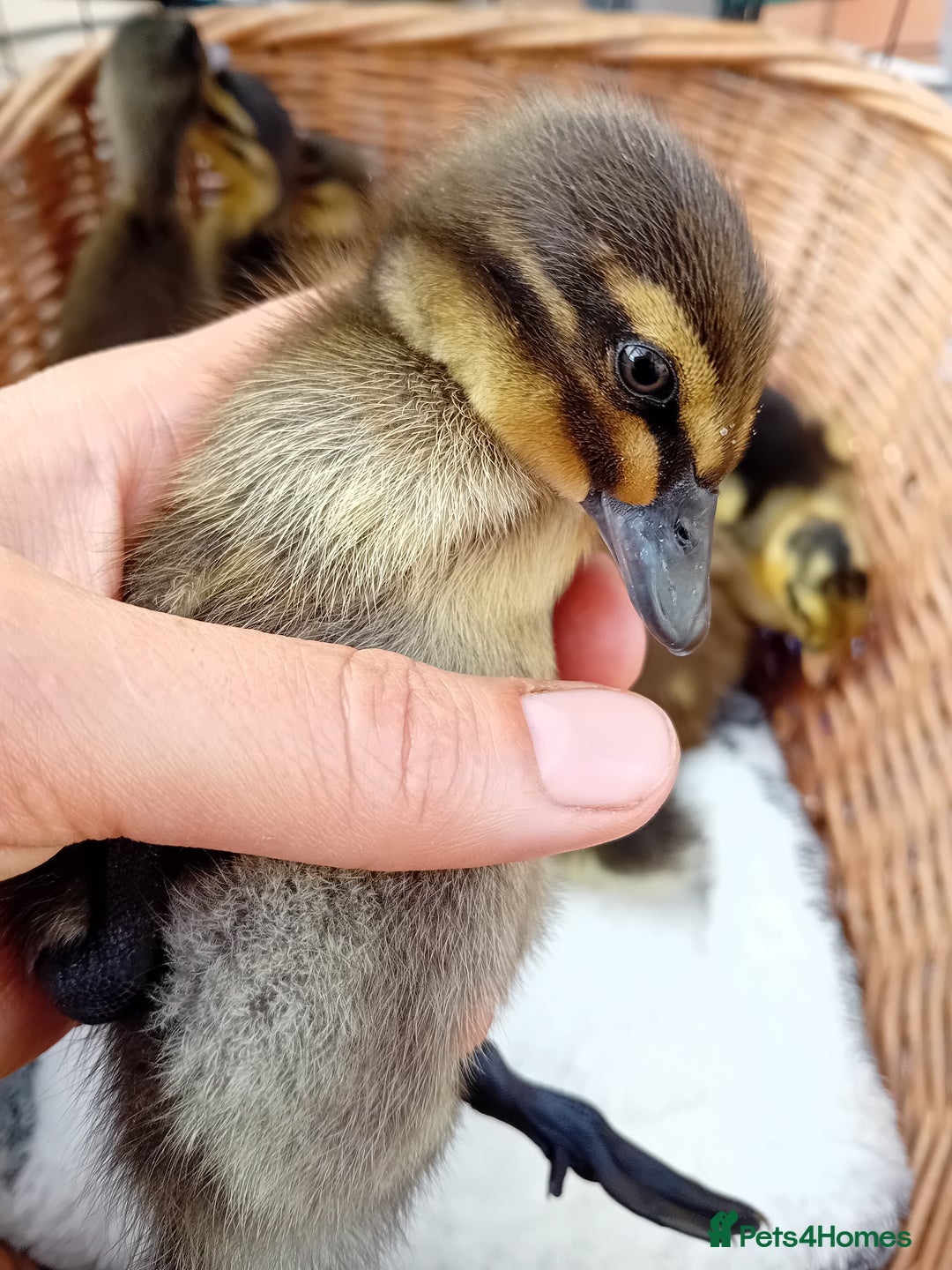 Ducks poultry for sale: Mixed Color Indian Runner Ducklings - Image 16