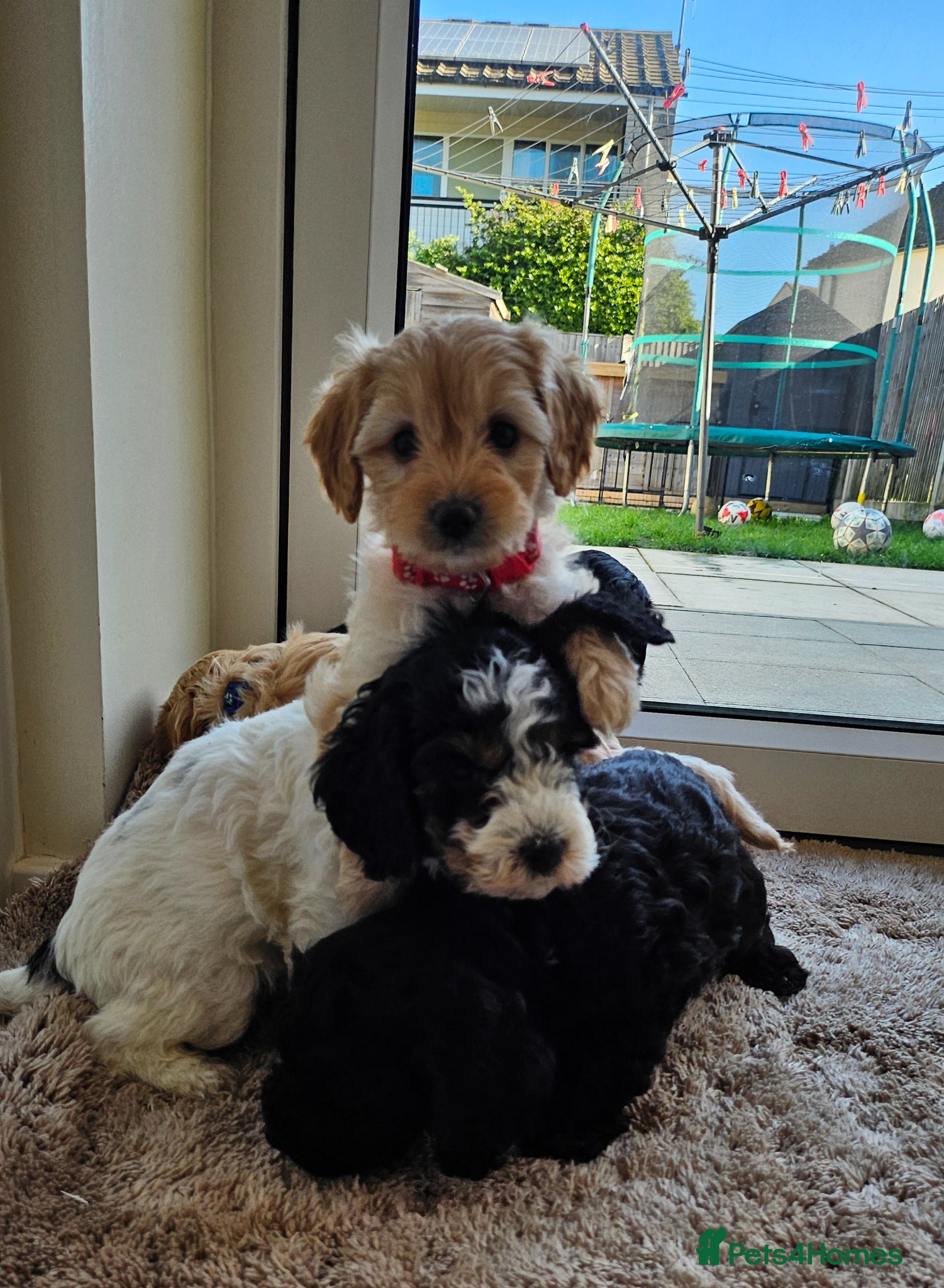 Cockapoo dogs 7 beautiful little cockerpoo puppies 🐶🐶 - Advert 1