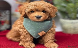 Cavapoo dogs for sale: Beautiful cavapoo puppies ready for a loving home - Image 4