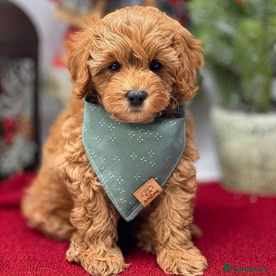 Cavapoo dogs for sale: Beautiful cavapoo puppies ready for a loving home - Image 4