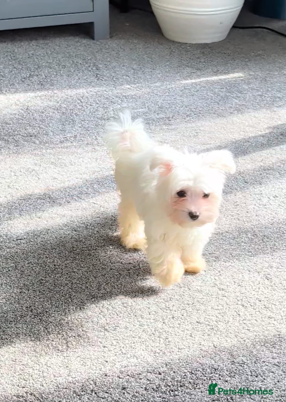 Maltese dogs Sad sale due to allergy  - Advert 1