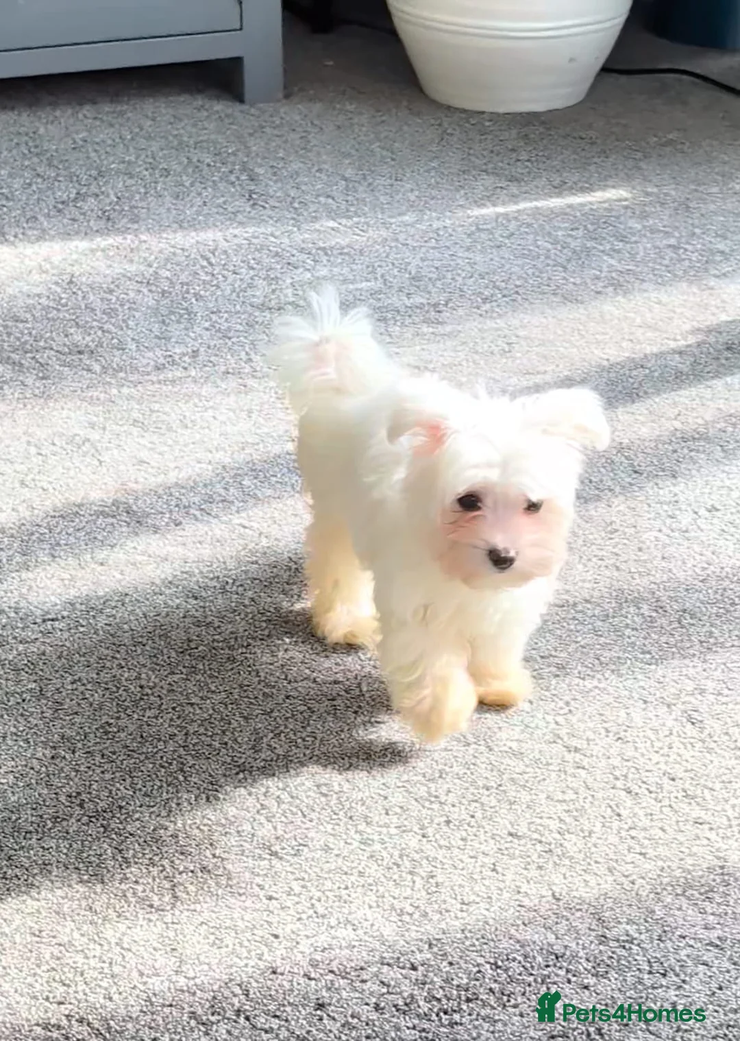 Maltese dogs for sale: Sad sale due to allergy  in Swindon - Advert 1