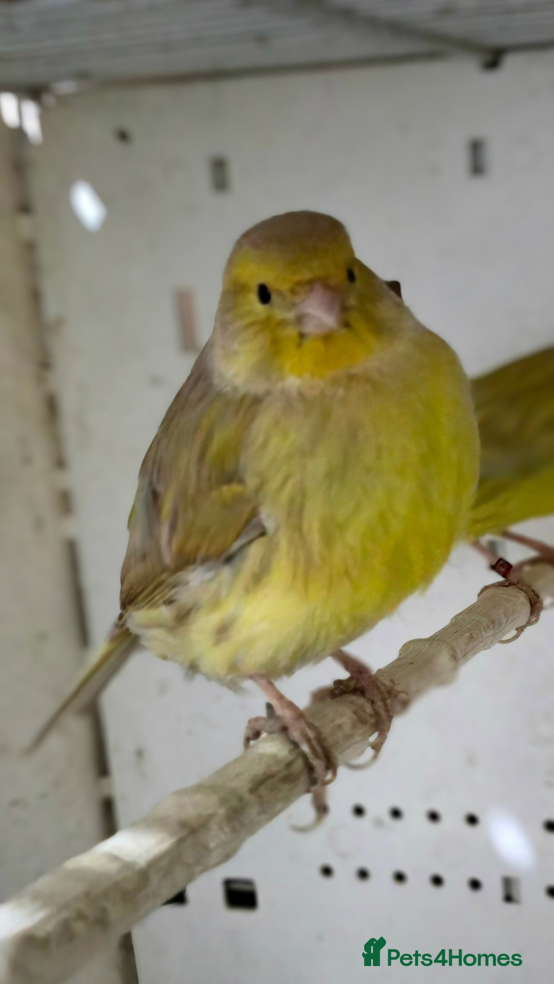 Canaries birds for sale: Canaries  - Advert 18