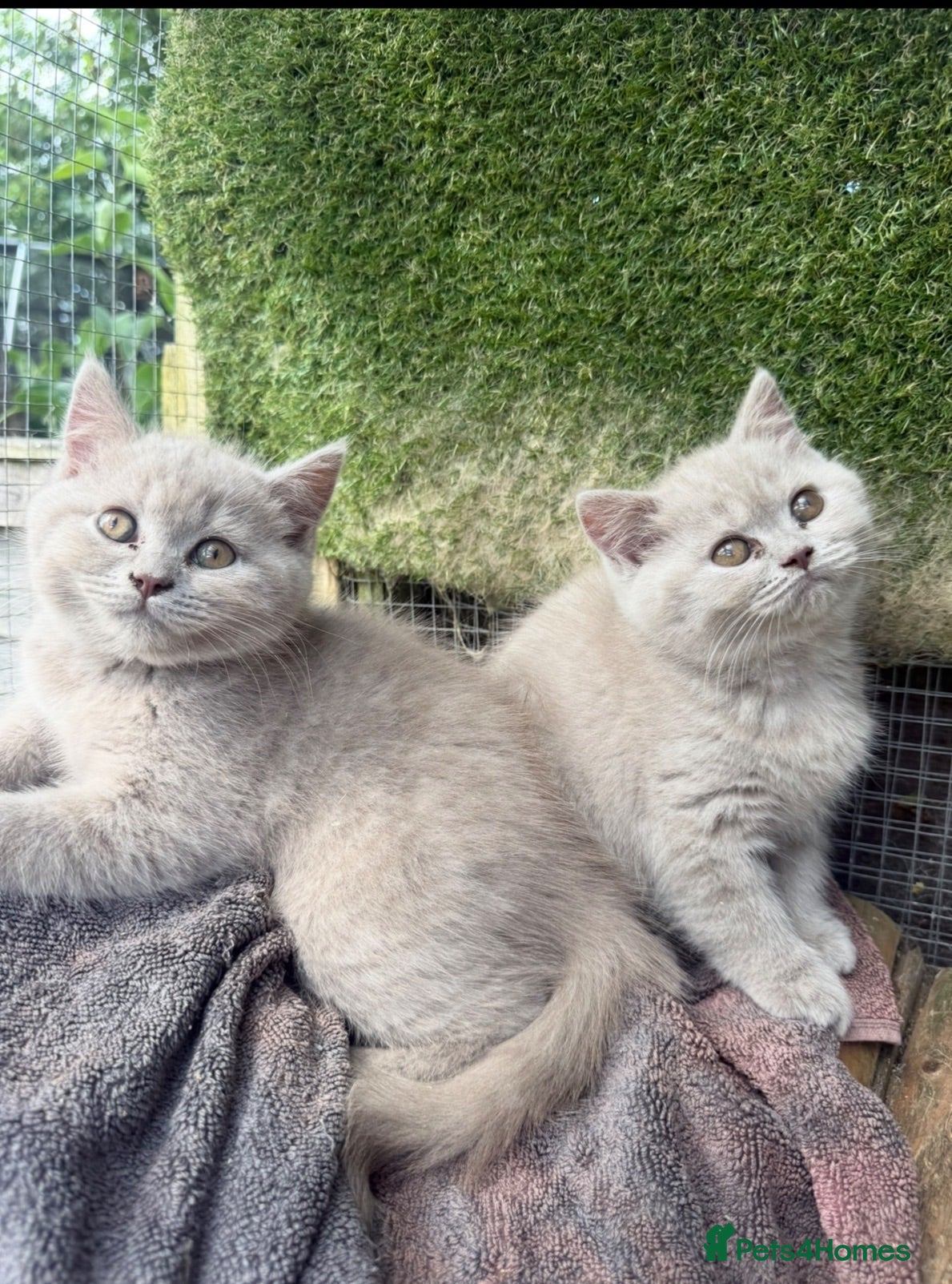 British Shorthair cats BSH Fawn & Lilac, Dark Chocolate 😻😻 - Advert 1
