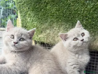 British Shorthair cats BSH Fawn & Lilac, Dark Chocolate 😻😻 - Advert 1