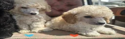 Miniature Poodle dogs for sale: Pedigree club registered Miniature poodles  - Advert 26