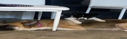Akita dogs for sale: Husky/Akita  in Blackpool - Advert 6