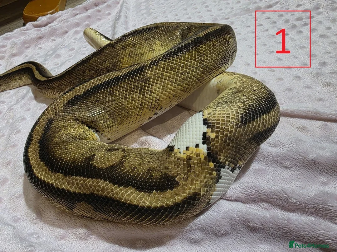 Python Snake reptiles for sale: rehoming/ breeding snakes - Advert 21