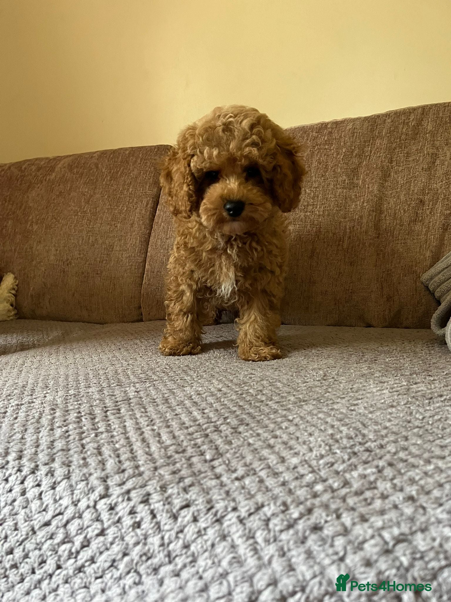 Maltipoo dogs Maltipoo/mini toy poodle  - Advert 4