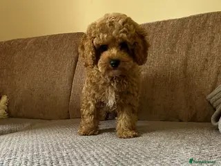 Maltipoo dogs Maltipoo/mini toy poodle - Advert 4