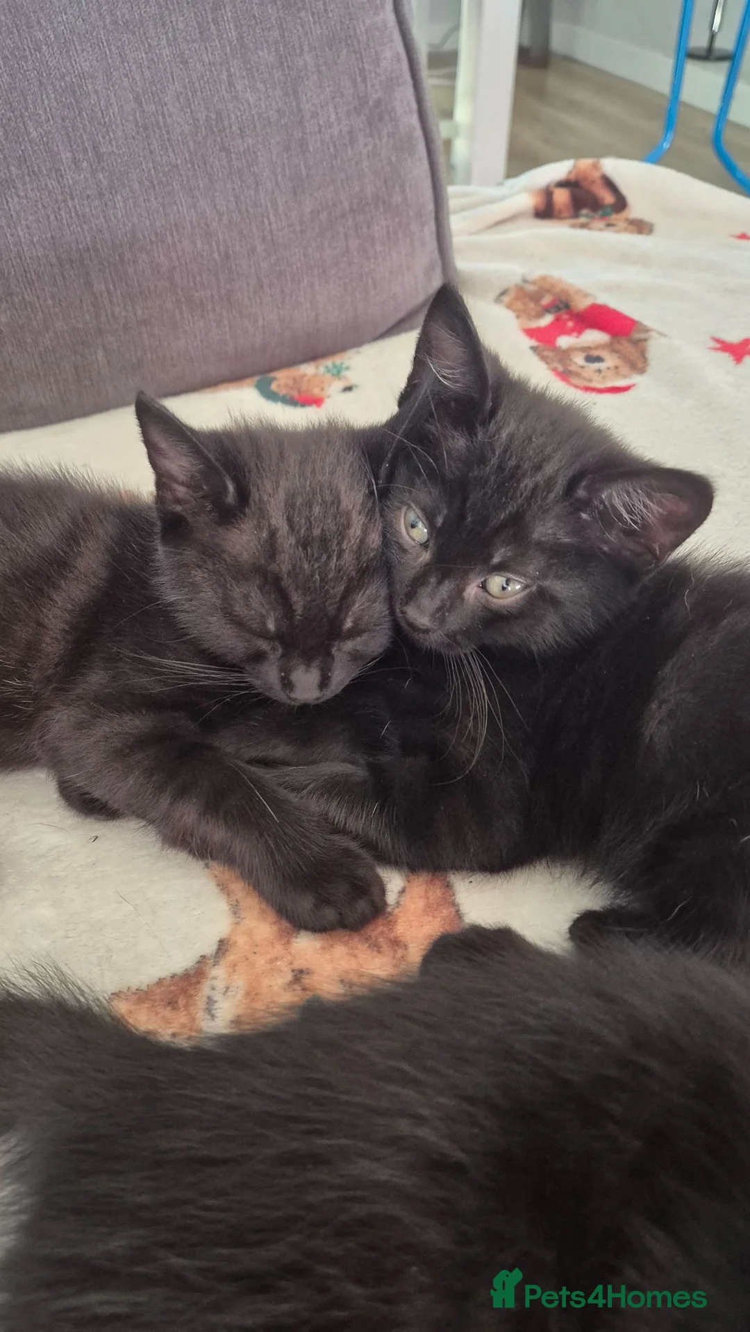 Mixed Breed cats for sale: Half ragdoll in Poole - Advert 2