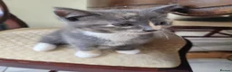 Mixed Breed cats for sale: 2 Grey Kittens Ready for sale - Advert 4