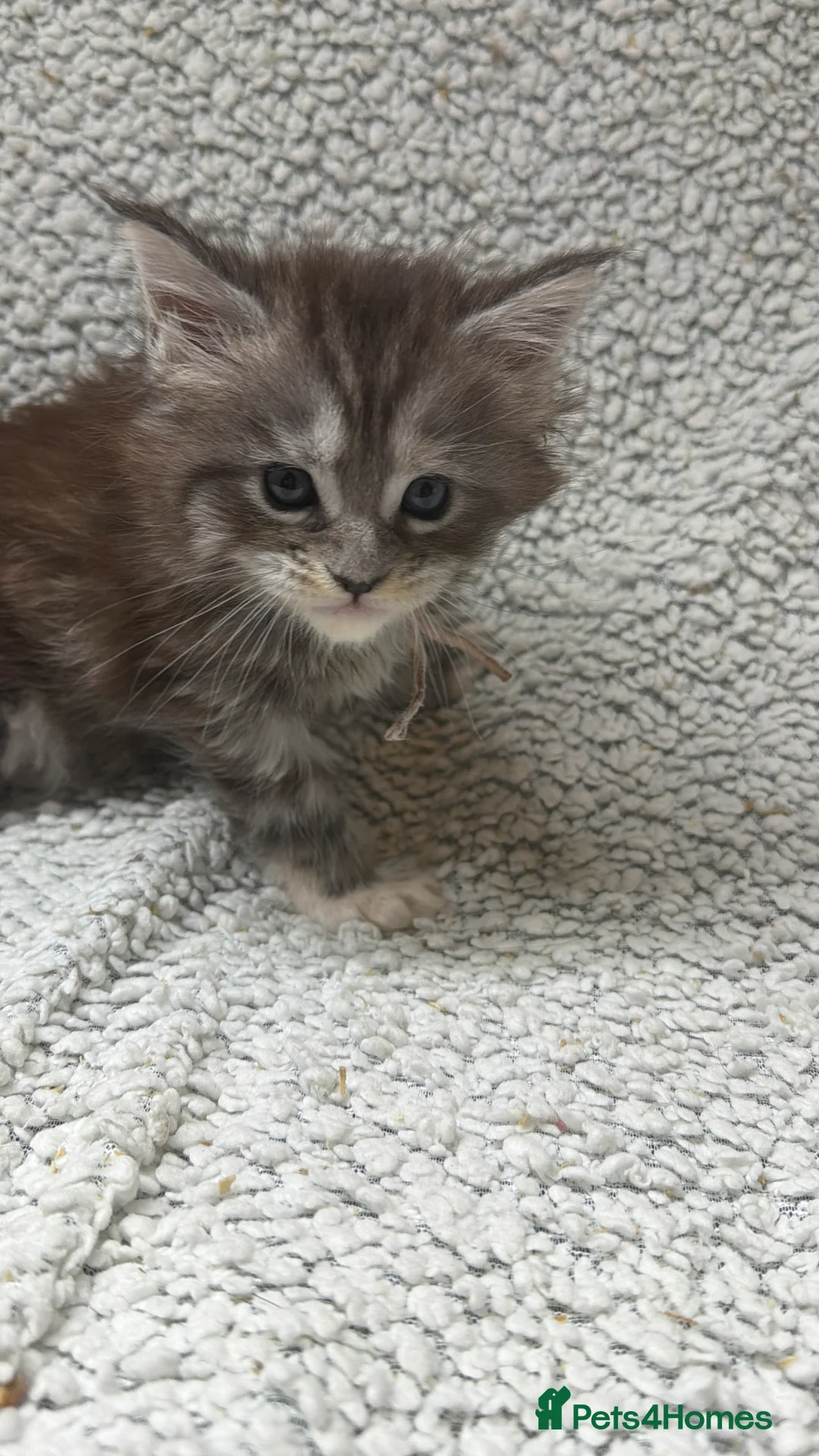 Maine Coon cats for sale: Beautiful maine coons - Advert 5