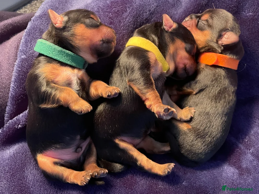 Yorkshire Terrier dogs for sale: Yorkshire Terrier puppies for sale in Hemel Hempstead - Advert 1