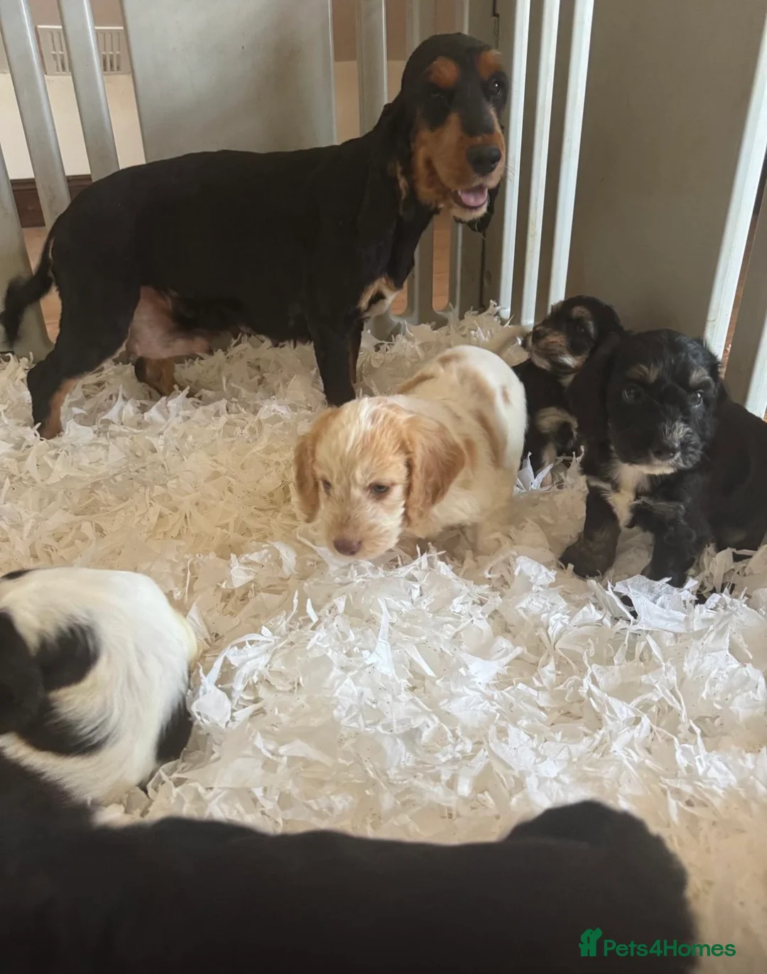 Cockapoo dogs for sale: Stunning unusual cockapoos  - Advert 1