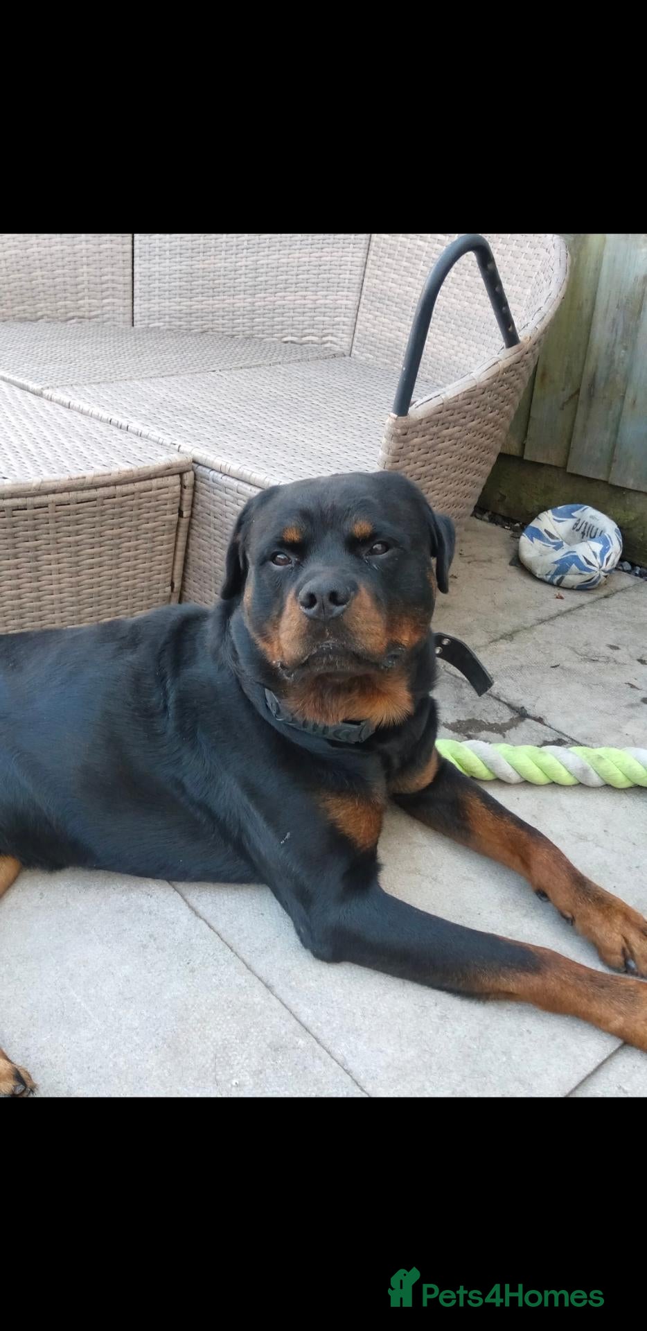 Rottweiler dogs 2 year old rottie male - Advert 6