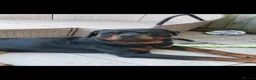 Rottweiler dogs for sale: 2 year old rottie male - Advert 1