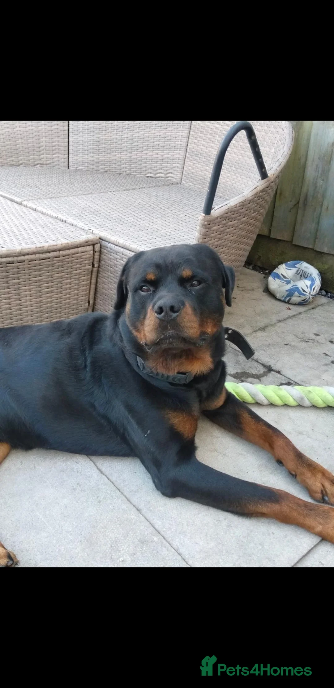 Rottweiler dogs for sale: 2 year old rottie male - Advert 1