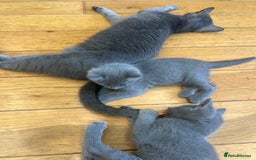 Russian Blue cats for sale: 😻😻The most adorable Russian blue kitten for sale - Image 5