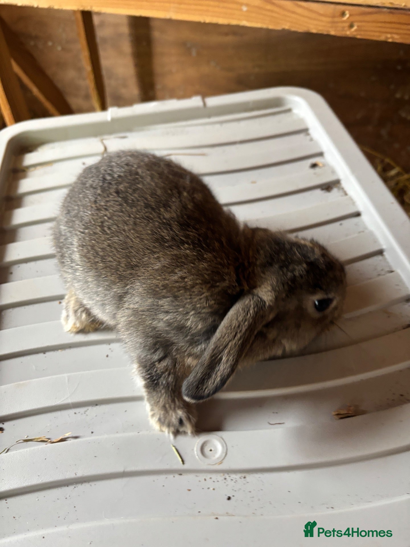 Mixed Breed rabbits Young rabbits lops and normals  - Advert 16