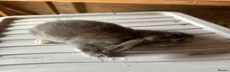 Mixed Breed rabbits for sale: Young rabbits lops and normals  - Advert 5