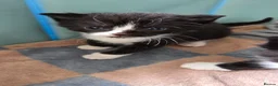 Mixed Breed cats for sale: 2 Beautiful Black and White Female Kittens  - Advert 13
