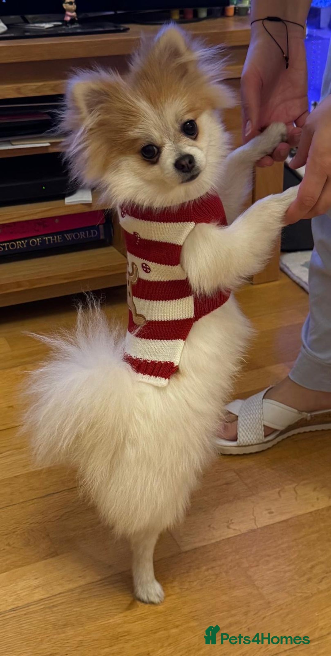 Pomeranian dogs for stud: Lover boy Romeo  - Advert 23