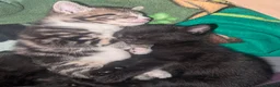 Mixed Breed cats for sale: 4 Beautiful kittens looking forever homes - Advert 1