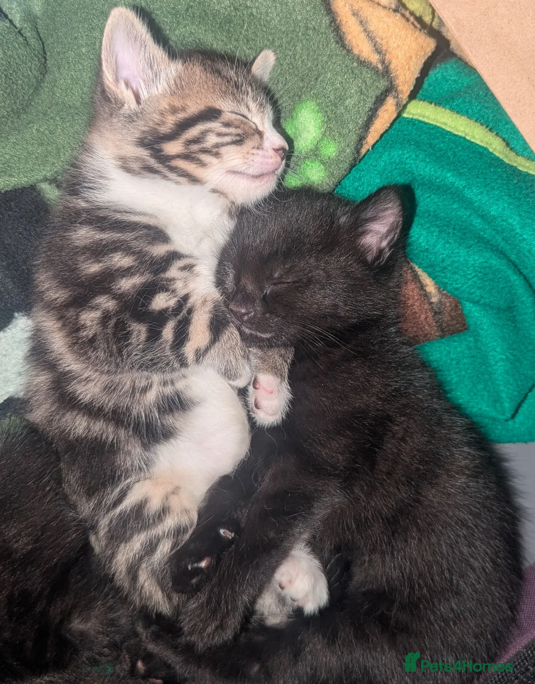 Mixed Breed cats for sale: 4 Beautiful kittens looking forever homes - Advert 1