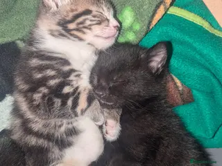 Mixed Breed cats 4 Beautiful kittens looking forever homes - Advert 4