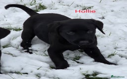 Labrador Retriever dogs for sale: *Beautiful KC, Dna clear labrador retriever pups* - Advert 3