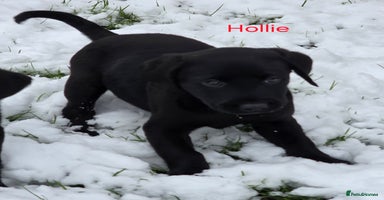 Labrador Retriever dogs *Beautiful KC, Dna clear labrador retriever pups* - Advert 15