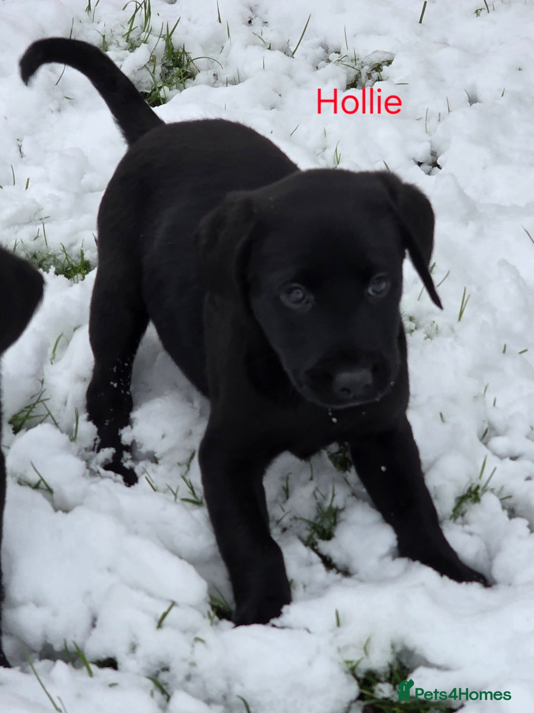 Labrador Retriever dogs for sale: *Beautiful KC, Dna clear labrador retriever pups* - Advert 3