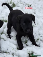 Labrador Retriever dogs *Beautiful KC, Dna clear labrador retriever pups* - Advert 15