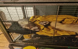 Ferret rodents for sale: Ferrets Jills to good home  - Image 2