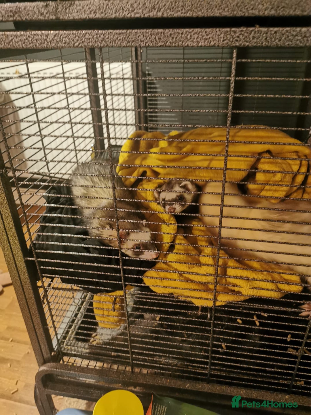 Ferret rodents for sale: Ferrets Jills to good home  - Image 2