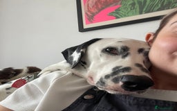 Dalmatian dogs for sale: Potential rehome - male LUA Dalmatian  - Advert 26
